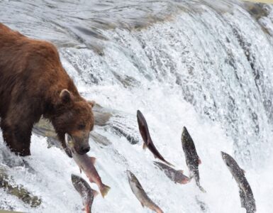 Grizzly eating fish