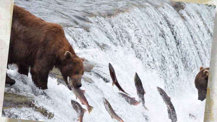 Grizzly eating fish