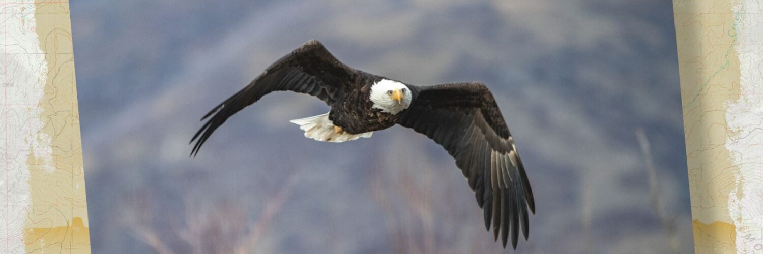 Eagle in Flight