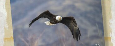 Eagle in Flight
