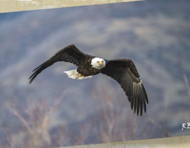 Eagle in Flight