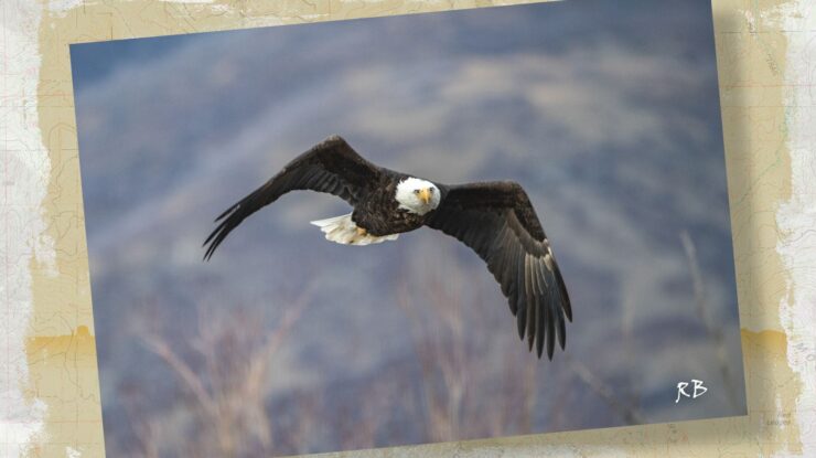 Eagle in Flight